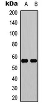 IFIT5 Antibody