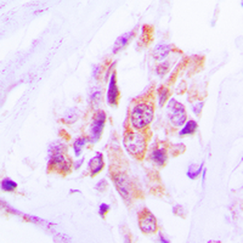 Anti-MARK Antibody