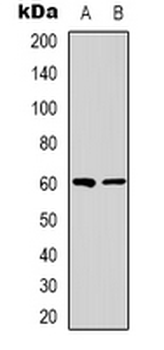 NRBP1 Antibody
