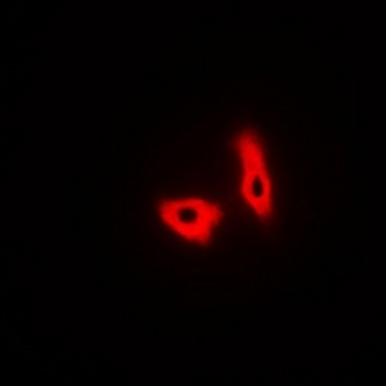 Anti-GPR27 Antibody