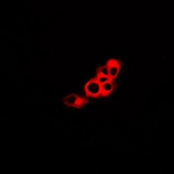 Anti-GPR48 Antibody