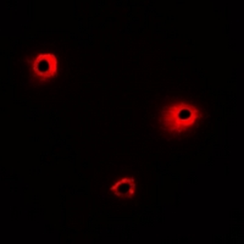 Anti-MRGX1 Antibody