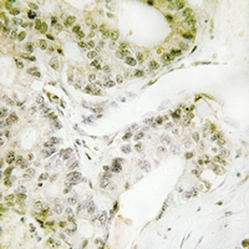 Anti-TRAP240 Antibody