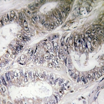 Anti-COX19 Antibody