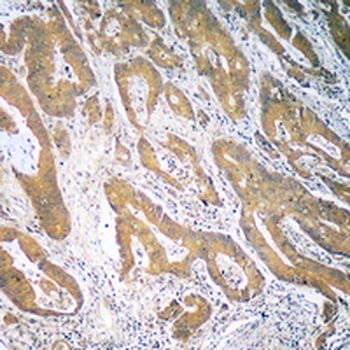 Anti-CCL19 Antibody