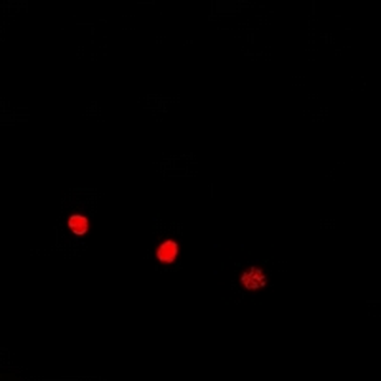 Anti-ELOA3 Antibody