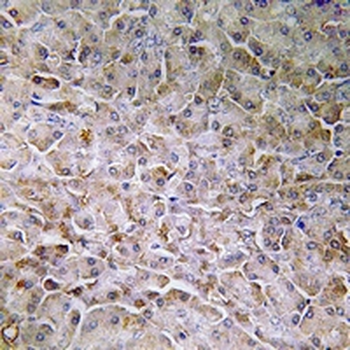 Anti-Semaphorin 3C Antibody