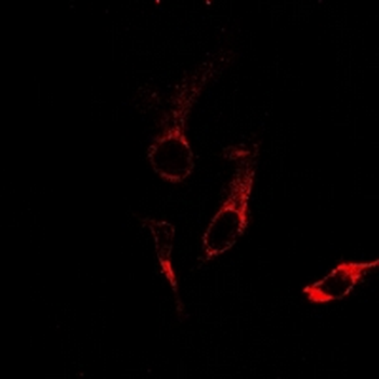 Anti-Laminin alpha 3 Antibody