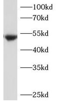 P2RY2 Antibody