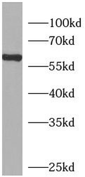 CGAS Antibody