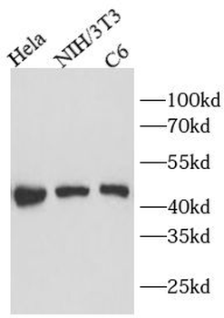 TSG101 Antibody