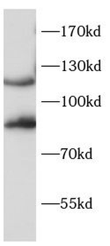 BCAR1 Rabbit Polyclonal Antibody