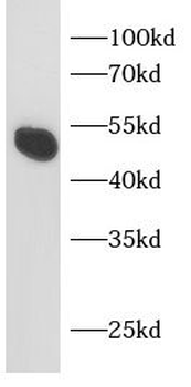 SMAD2 Rabbit Polyclonal Antibody