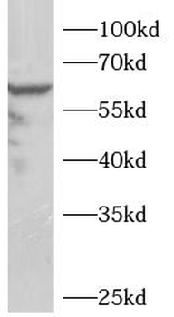 VNN1 Rabbit Polyclonal Antibody