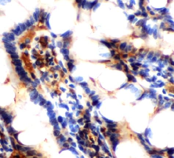 SPINT1 Antibody