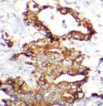GCG Rabbit Polyclonal Antibody