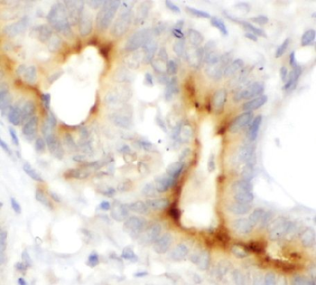 SERPINH1 Antibody
