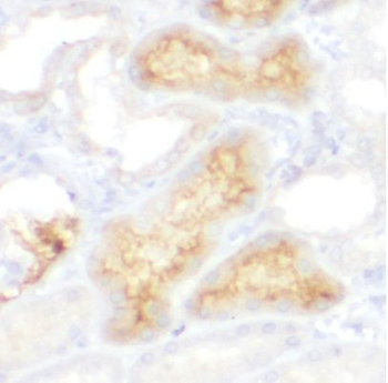 ITFG1 Rabbit Polyclonal Antibody