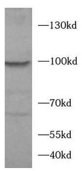 HCN1 Antibody
