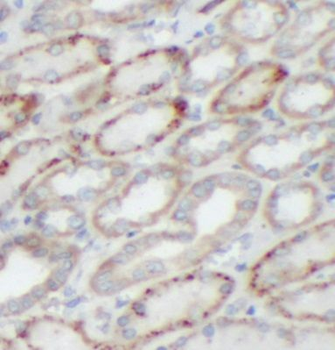 HCN1 Antibody