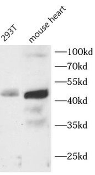 CFHR3 Antibody