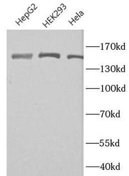 DSG2 Antibody