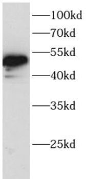 LEF1 Rabbit Polyclonal Antibody