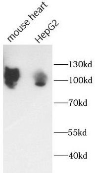 SDC1 Rabbit Polyclonal Antibody