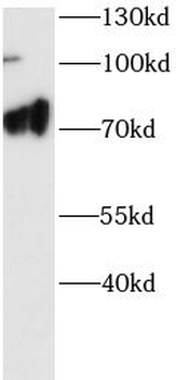 FLCN Antibody