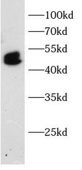 IRF5 Antibody