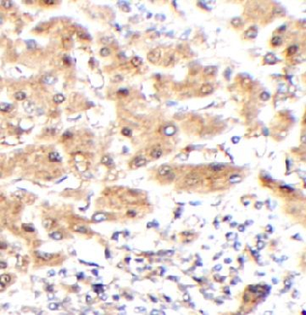 IRF5 Antibody