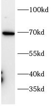 CADM1 Antibody