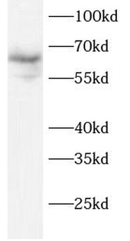 VSIG1 Antibody