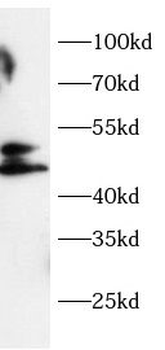 MICB Antibody