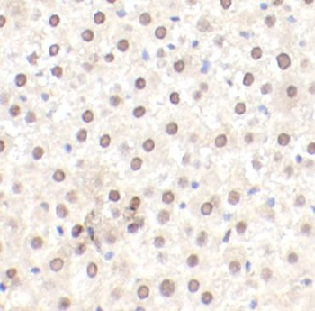 LPP Antibody