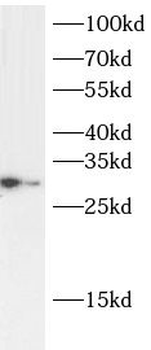 APOD Antibody