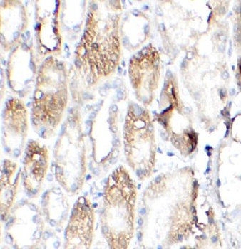APOD Antibody