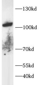 TRPV1 Antibody