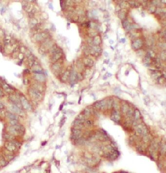 SECTM1 Antibody