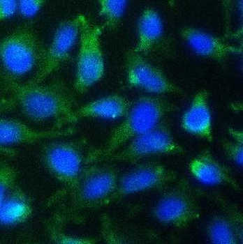 HMGB1 Antibody