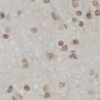 HMGB1 Antibody