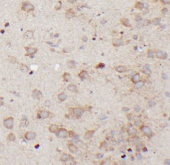 NES Antibody