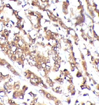 SELENBP1 Antibody