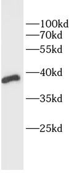 MTNR1A Antibody