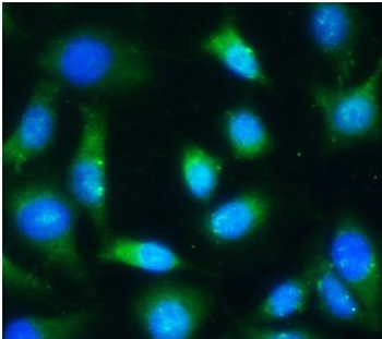 CSPG4 Antibody