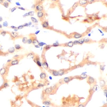 CSPG4 Antibody