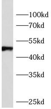 TNFRSF11B Rabbit Polyclonal Antibody