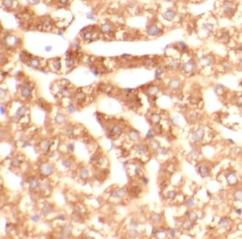 FTH1 Rabbit Polyclonal Antibody