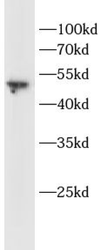 TMEM119 Antibody