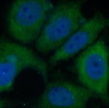 PPL Antibody